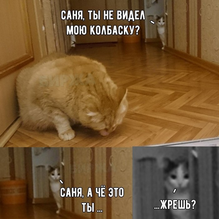 What do you know about betrayal? - Humor, cat, And where is my sausage?, Picture with text, 