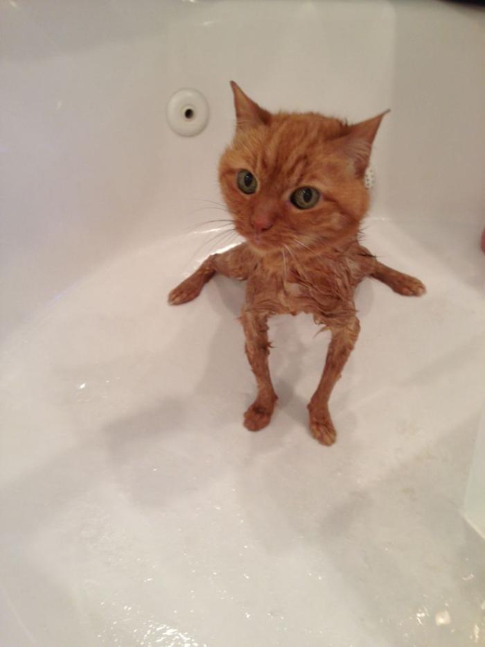 Bathed - cat, , Milota