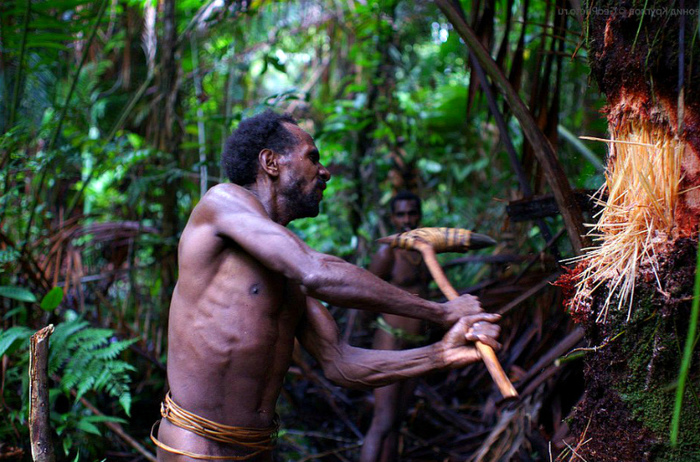 Korowai: a primitive tree-dwelling cannibal tribe - My, , , , Papua New Guinea, Traditions, Customs, Equator, Longpost, Yandex Zen, Loaf, Tribes