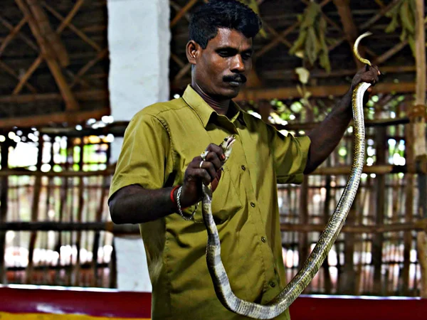 Irula: the deadly trade of the snake-catcher tribe - My, , Tribe, Traditions, Customs, Snakes, Snake, Equator, People, Video, Longpost, Tribes