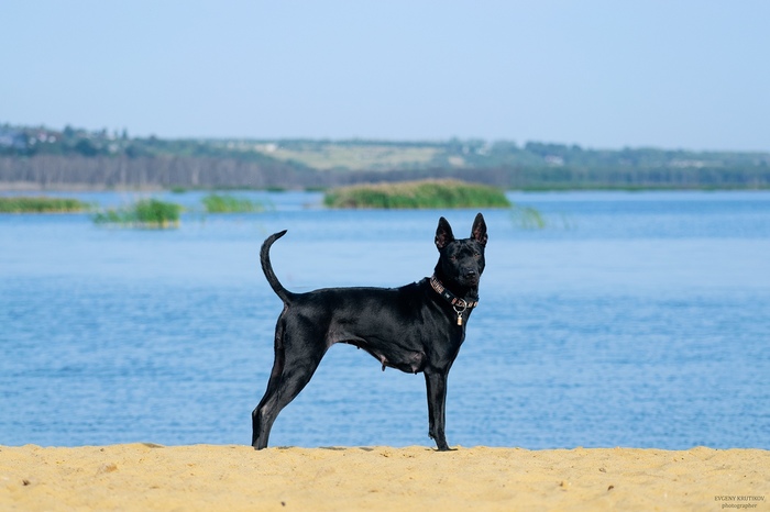 My eldest) Elfgrace Deliza Liende La Tarda aka Tera7.5 years - My, Dog, Thai Ridgeback, , , , Longpost, Breed