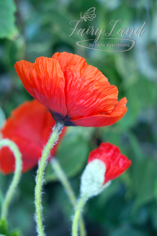 Poppies. Polymer clay. - My, Longpost, Needlework without process, Poppy, Flowers, Polymer clay, With your own hands, Handmade