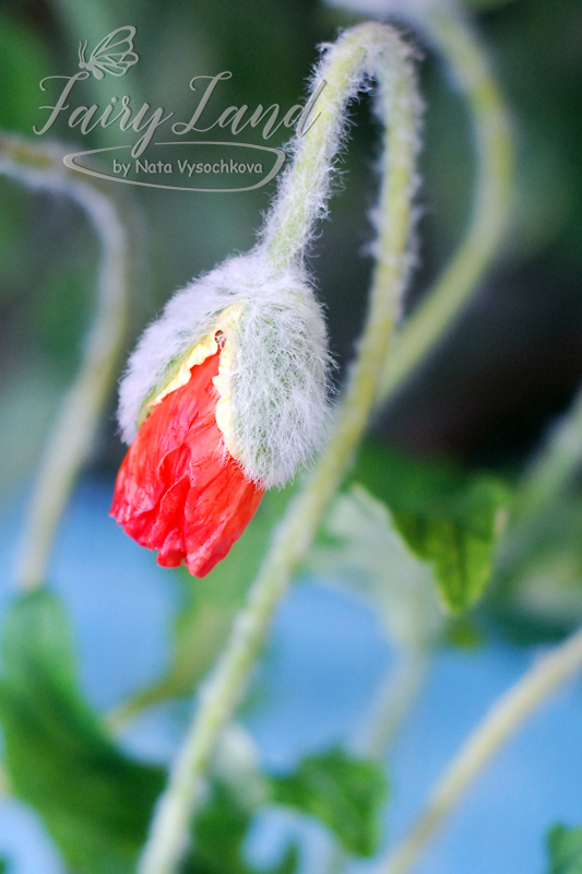 Poppies. Polymer clay. - My, Longpost, Needlework without process, Poppy, Flowers, Polymer clay, With your own hands, Handmade