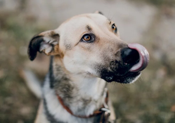 You give a paw in a hand and a hand in a paw)) - My, Moscow, Dog, Longpost, Help, In good hands