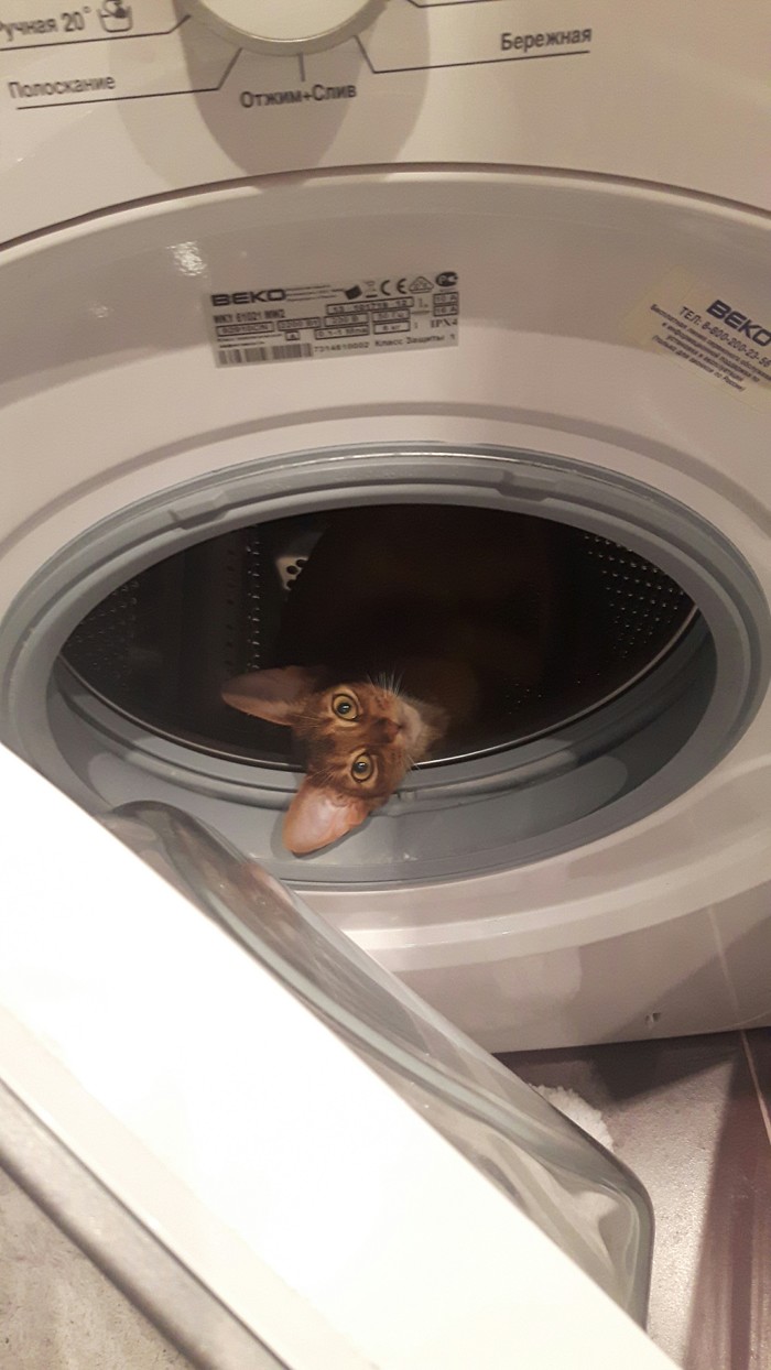 Musk, I want to go to Mars. - cat, Catomafia, Washing machine
