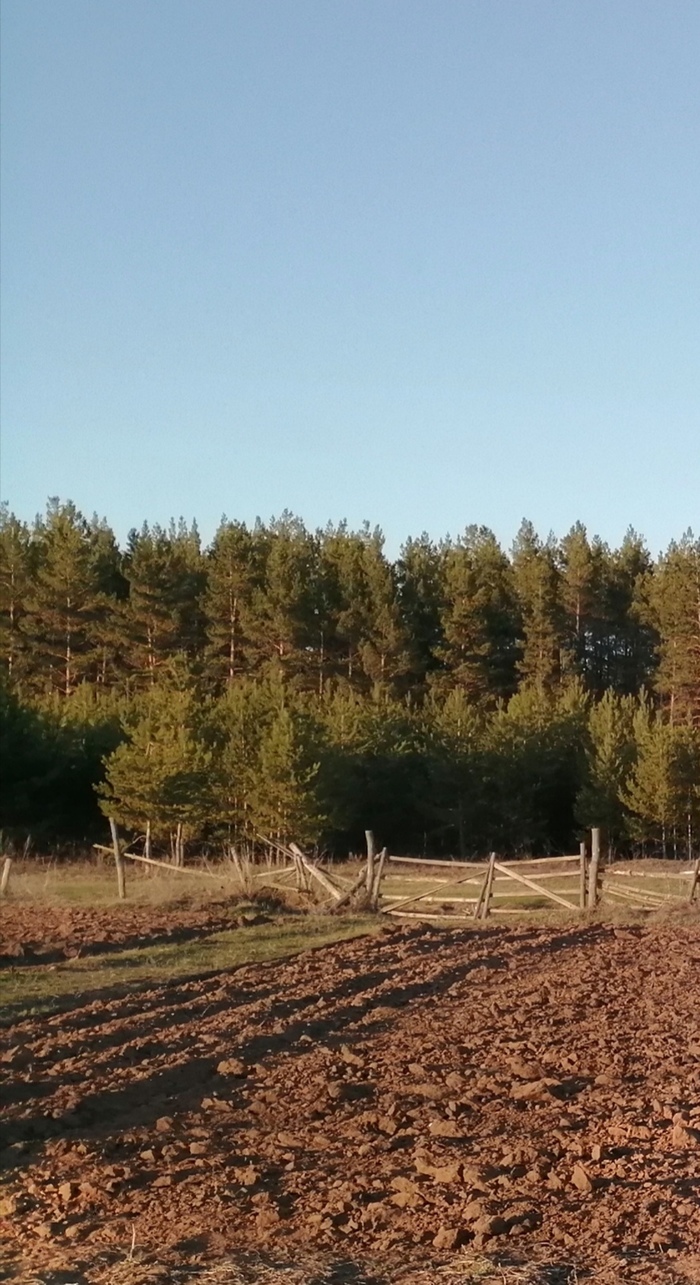 Lines... Forest... Sky... - My, Beginning photographer, Landscape, Forest, , Longpost