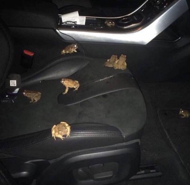 When they took the order from the swamp - Frogs, Order, Taxi