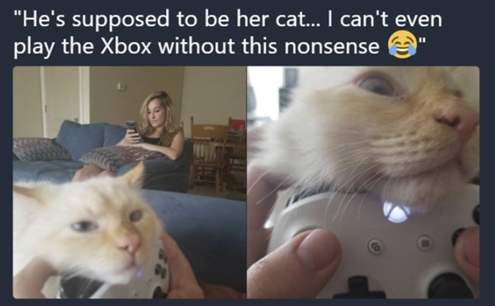 'It was supposed to be her cat... I can't even play Xbox without this dope' - Catomafia, cat, Screenshot, Xbox