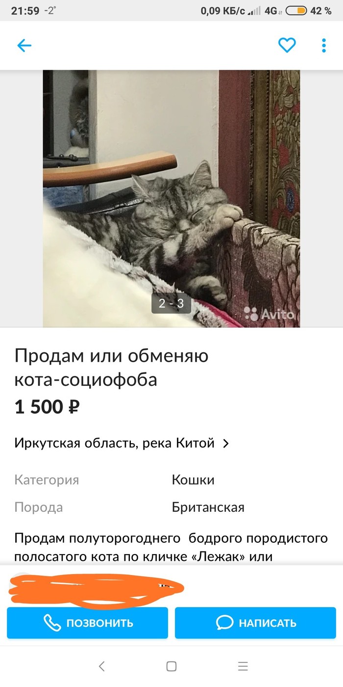 Кот социофоб - Котомафия, Авито, Смешные объявления, Длиннопост, Кот