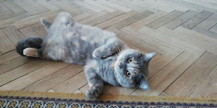 Time passes, but habits remain) - My, cat, Catomafia, After some time, It Was-It Was