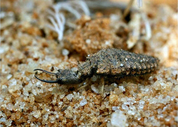 Antlion: an insect with the habits of the King of Beasts - My, Insects, Larva, Ant Lion, , wildlife, Nature, Ants, GIF, Video, Longpost