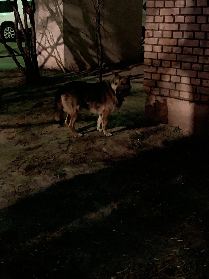 Moscow, Sokol metro station, dog found - My, Dog, Moscow, Found a dog, Falcon, Metro, Foundling, No rating