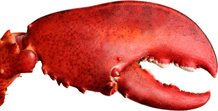 ������ ������� � ��������� ��� �ocpa�. ������� �� ��������