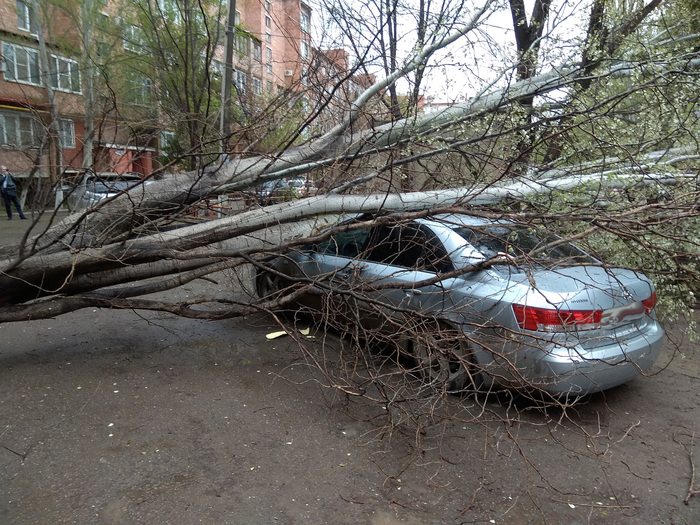 How lucky I am! - My, Tree, Car, Accident, Longpost