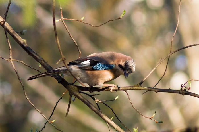 Spring forest life - Nature, Animals, Sony a58, Minolta 100-300, Forest, The photo, Longpost