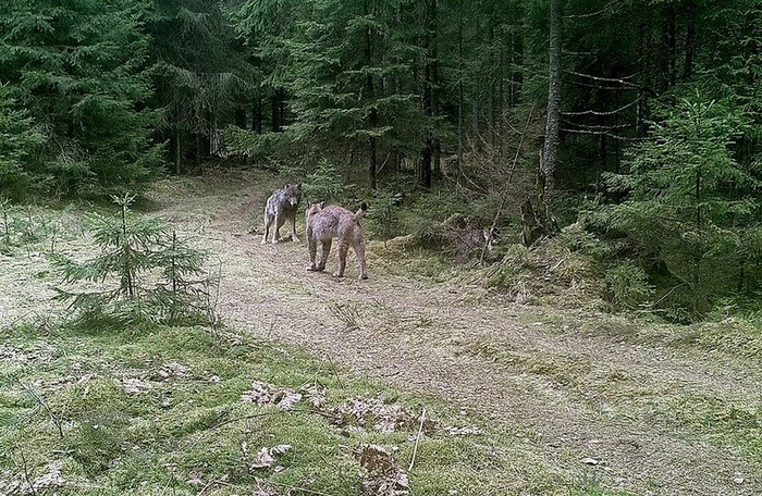 A tough fight was filmed in Nalibokskaya Pushcha: a lynx against a wolf - cat, , Had a fight, Longpost