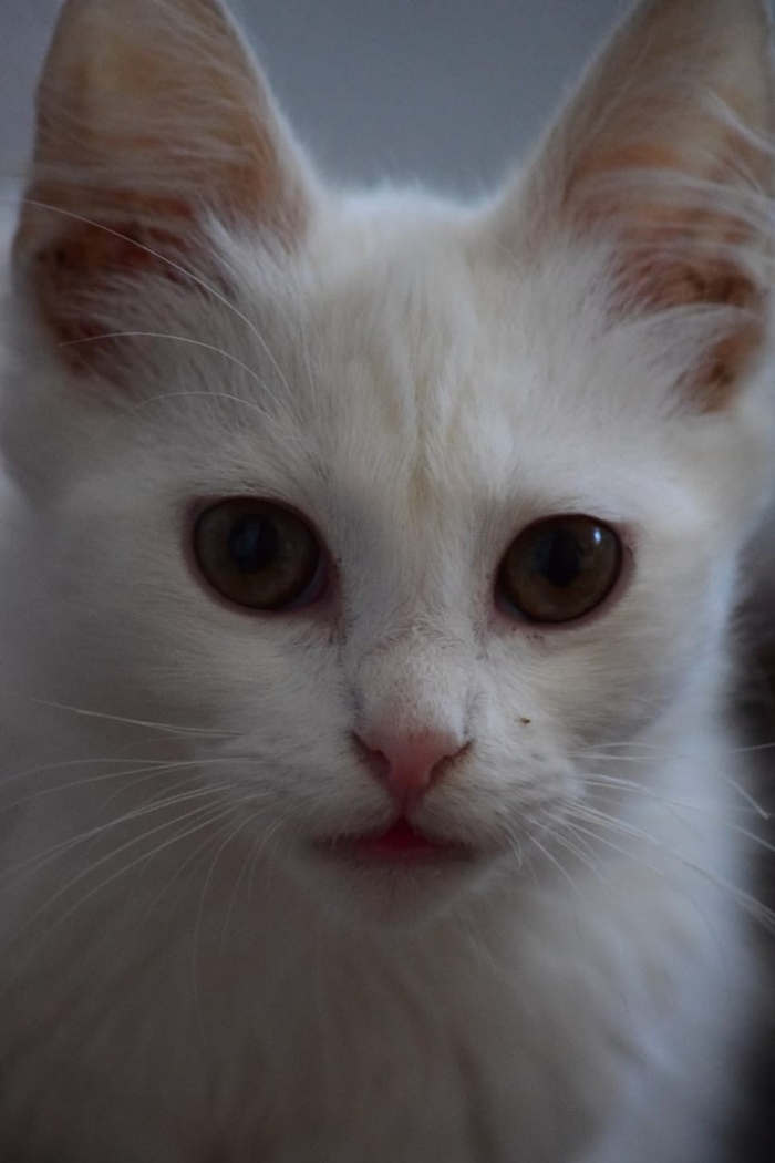 Before and after - absolutely white kitten. Transformation. - My, cat, It Was-It Was, Help, Volunteering, Catomafia, The photo, Longpost, Helping animals