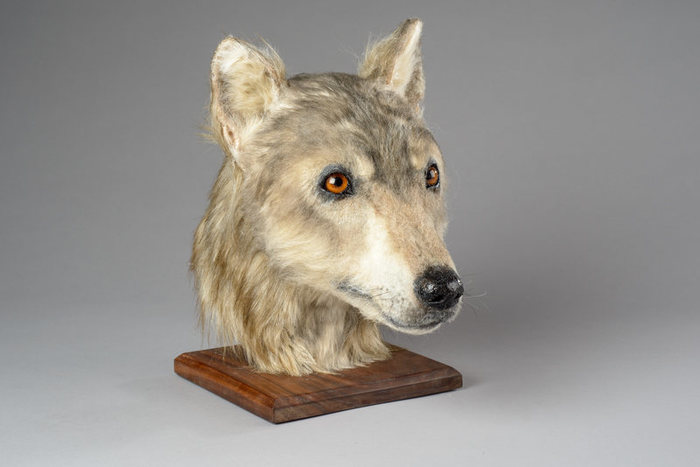 Ancient good boy from neolithic - Dog, The science, Reconstruction, Neolithic, Scotland, Informative