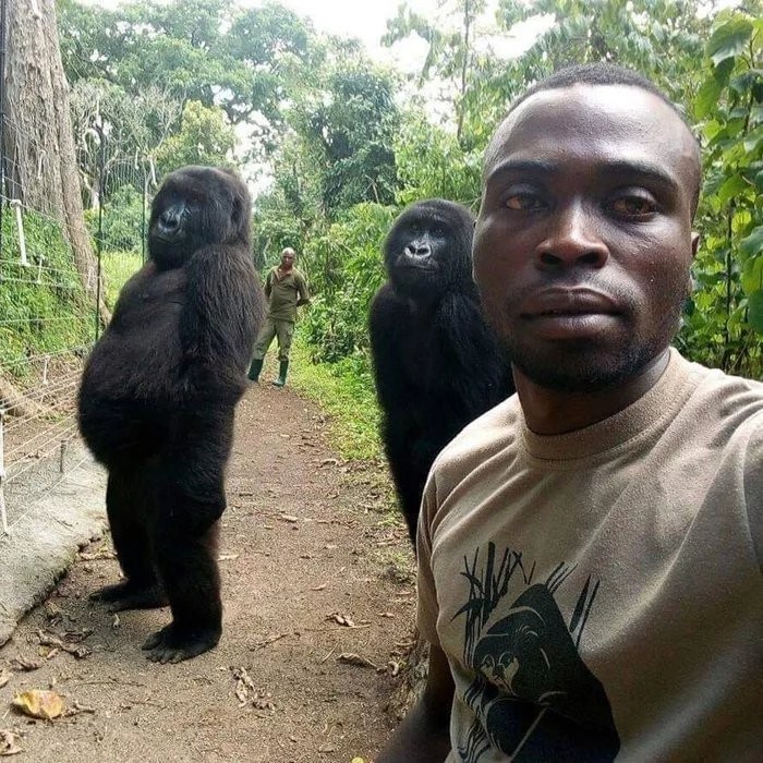 Selfie with friends - Selfie, Gorilla, Reddit, Congo