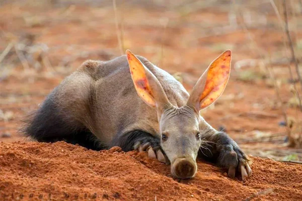 African Aardvark: Animated Chimera - My, Aardvark, Animals, Nature, wildlife, , Mammals, Video, Longpost