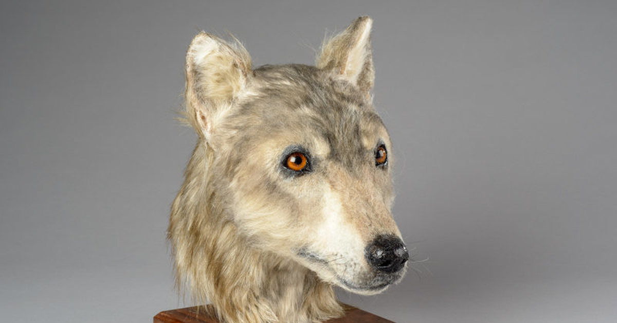 Как выглядит голова собаки. Облик собаки. Голова собаки. Морда собаки рисунок. Собачья голова.