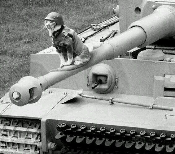 To battle! - cat, Tanks