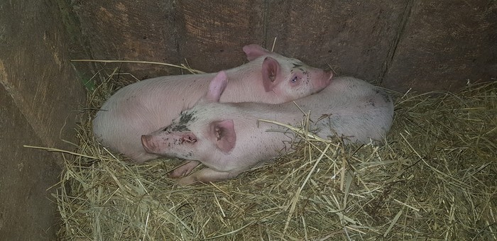 The piglets are warming themselves - My, Piglets, Village