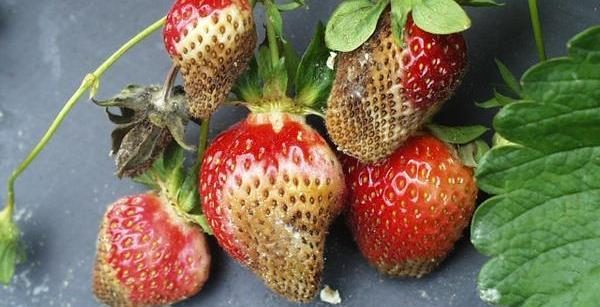 Spoiled strawberries. - Strawberry, Mold, Berries, Strawberry (plant)