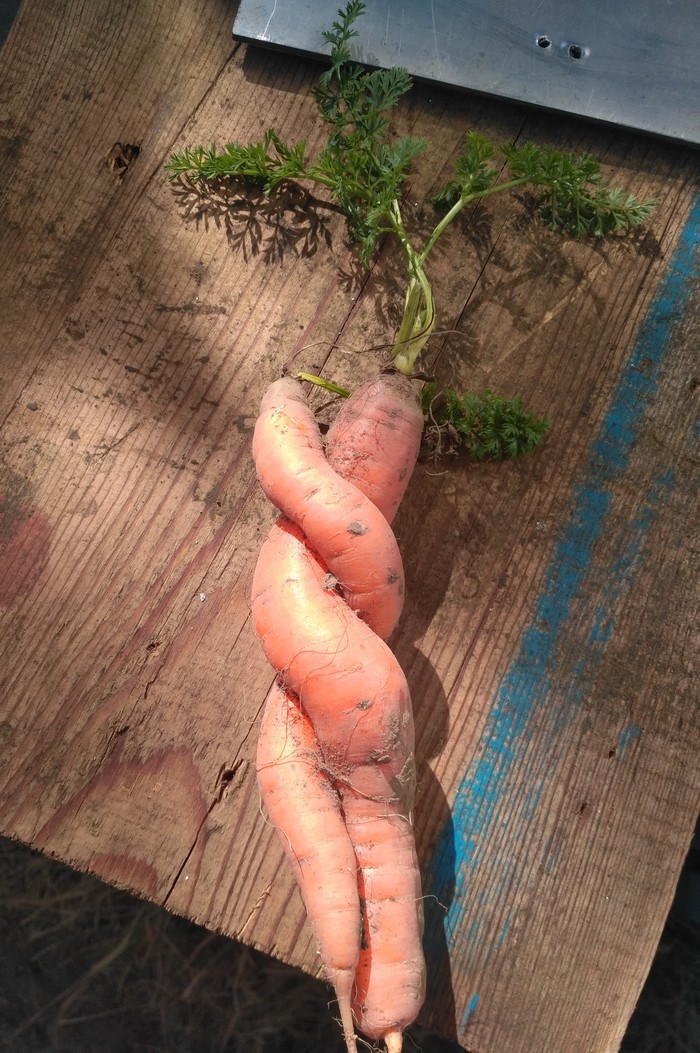 This is a carrot. - My, Carrot, Riot, Xiaomi redmi 3s