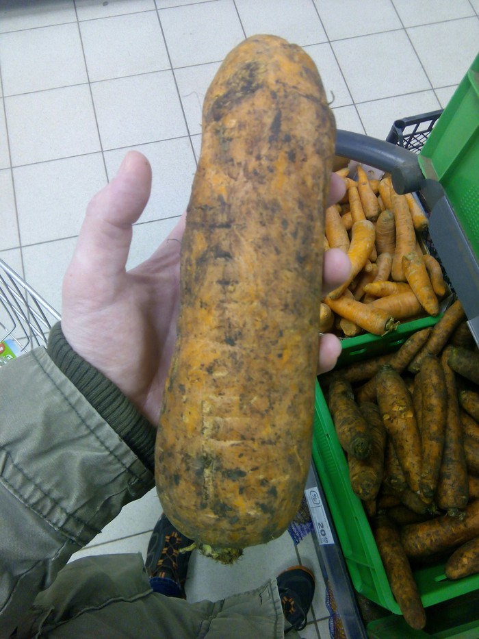 Tsar Carrot - My, Carrot, GMO