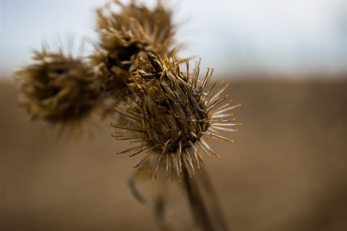 Bicycle tour excerpts 1/9 - My, Beginning photographer, The photo, Photographer, Thistle, Bridge, River, Spring