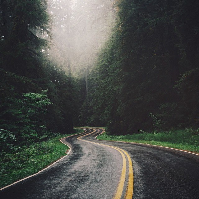 Fog - Road, Forest, Tree, Longpost, Nature