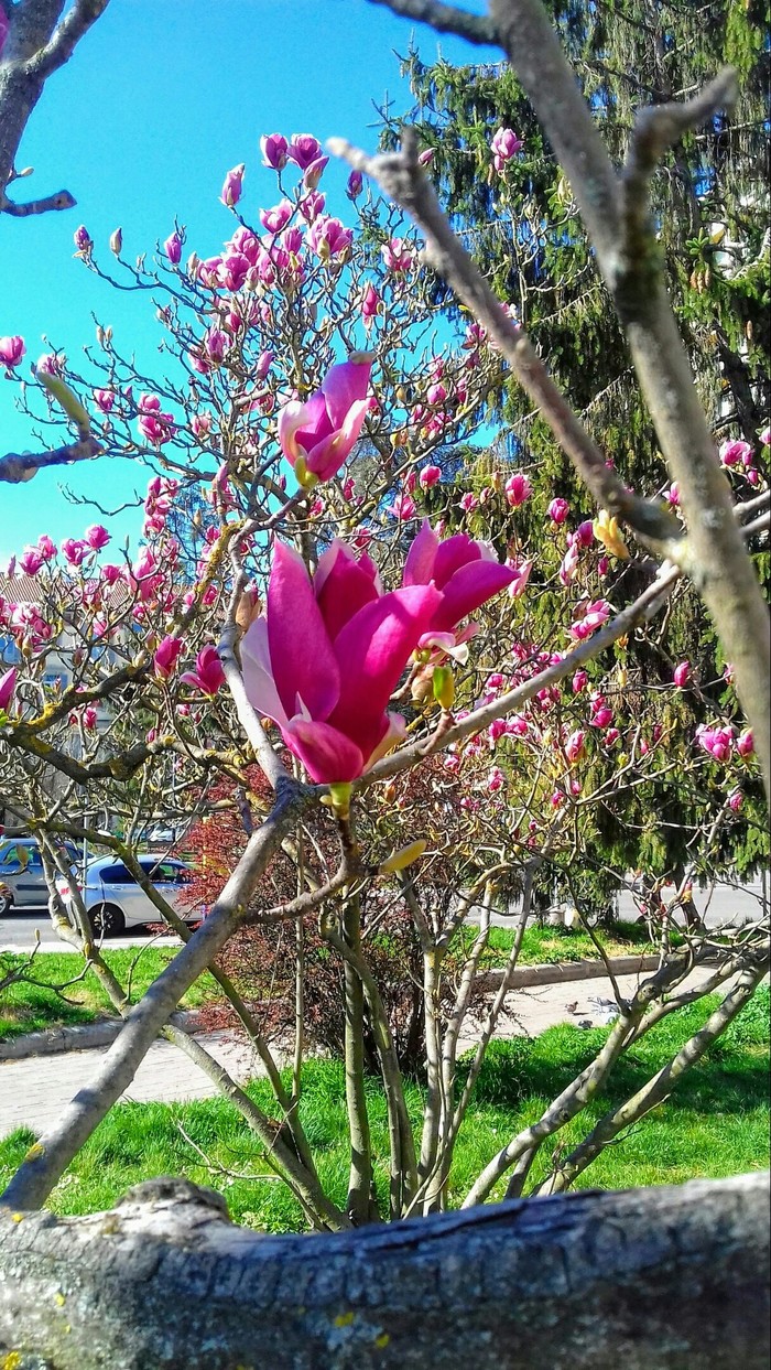 Spring in Italy. - My, Nature, The photo, Longpost