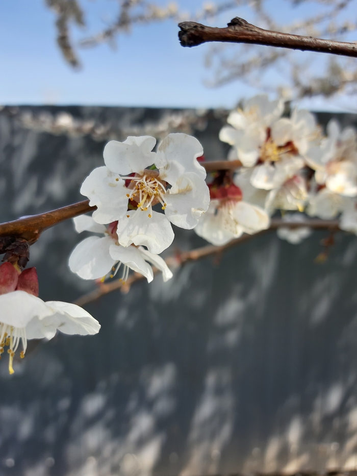 Spring is everywhere! - My, Spring, Apricot, Flowers, Longpost, Nature