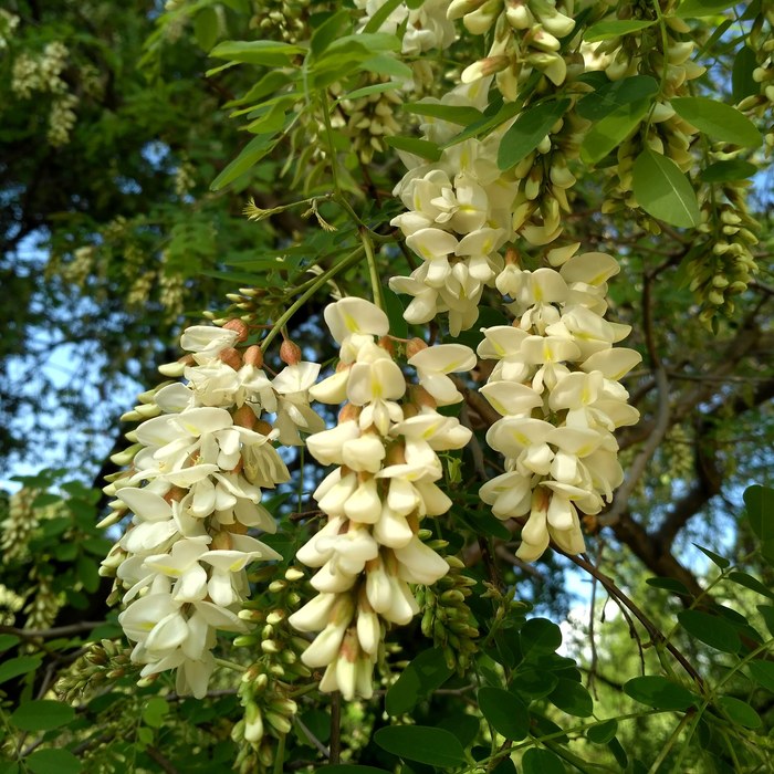 Just another spring photo - My, Spring, Flowers, Nature, Acacia