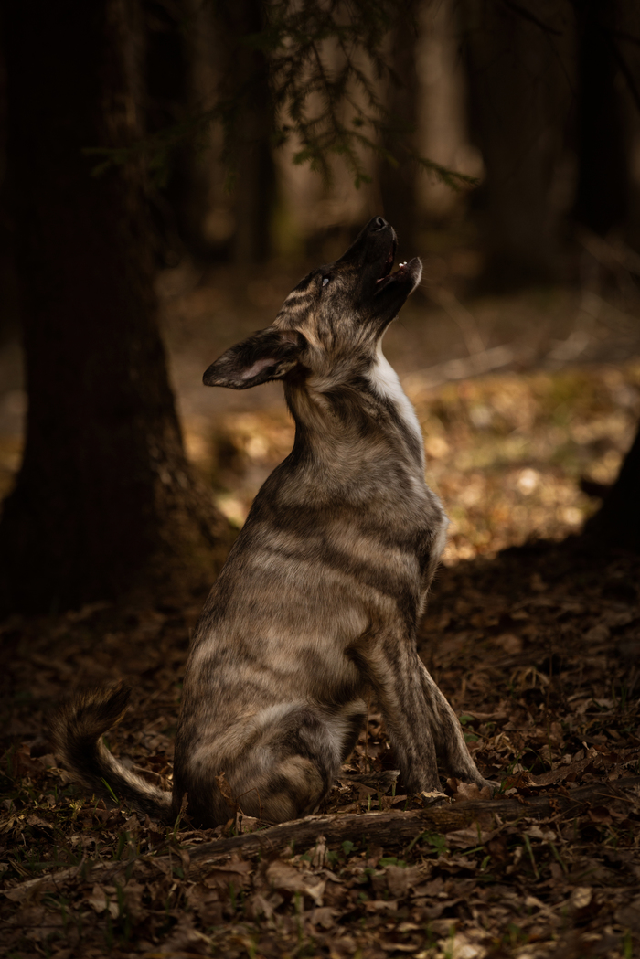 First time in the forest - My, Dog, Forest, Walk in the woods