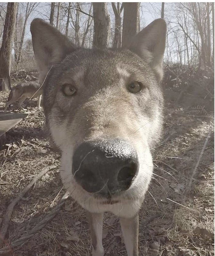 Ищу тебя мой друг и спаситель!!  Срочно!!! Прям срочно требуется компаньон, с безумной фантазией, для составления квестов!!!! - Квест, Друг, Поиск, Логика, Загадки мира, Ум, Умный, Волк