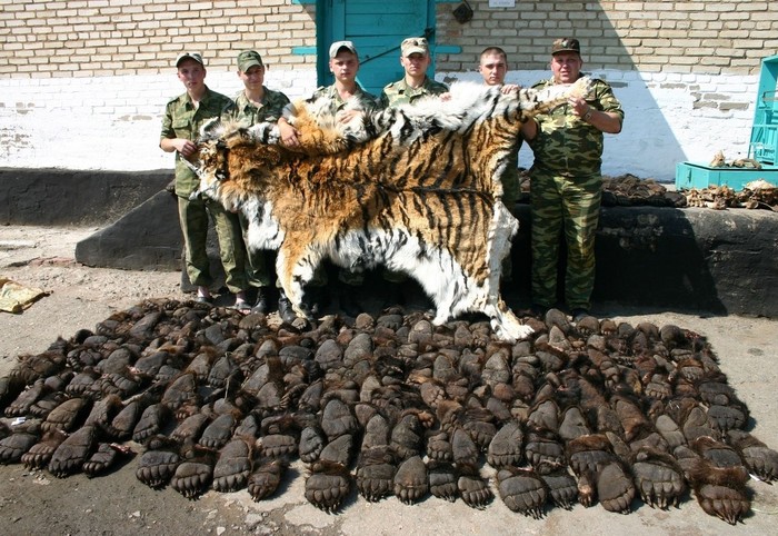 All for money. - Animals, Poachers, Customs, Smuggling