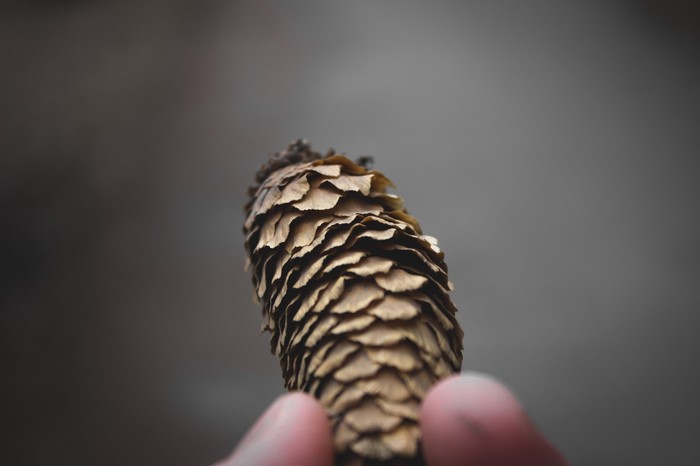 beauty of nature - My, Spring, Photographer, The photo, Beginning photographer, Cones, Nature