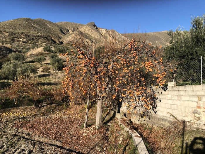 Just a persimmon in the sun - My, Persimmon, Autumn, Фрукты, Yummy, beauty, Spain, Granada