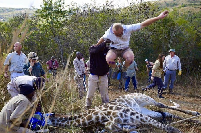 What's going on here? - What's this?, Facebook, South Africa, Giraffe, Longpost