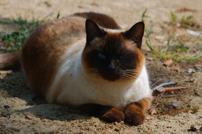 solar cat - My, The photo, Nature, Animals, cat