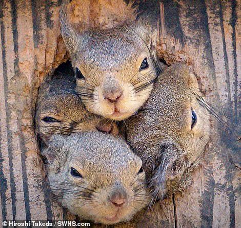 As soon as one looked out, the rest also became interested - Squirrel, Curiosity, Milota, Longpost, Hollow