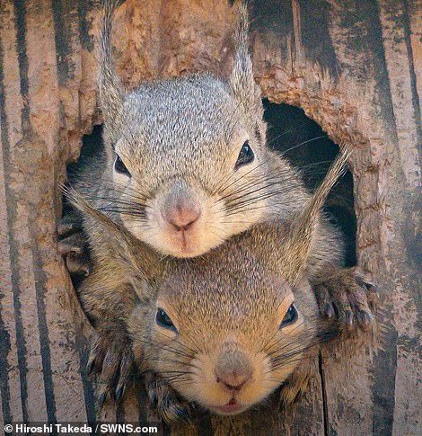 As soon as one looked out, the rest also became interested - Squirrel, Curiosity, Milota, Longpost, Hollow