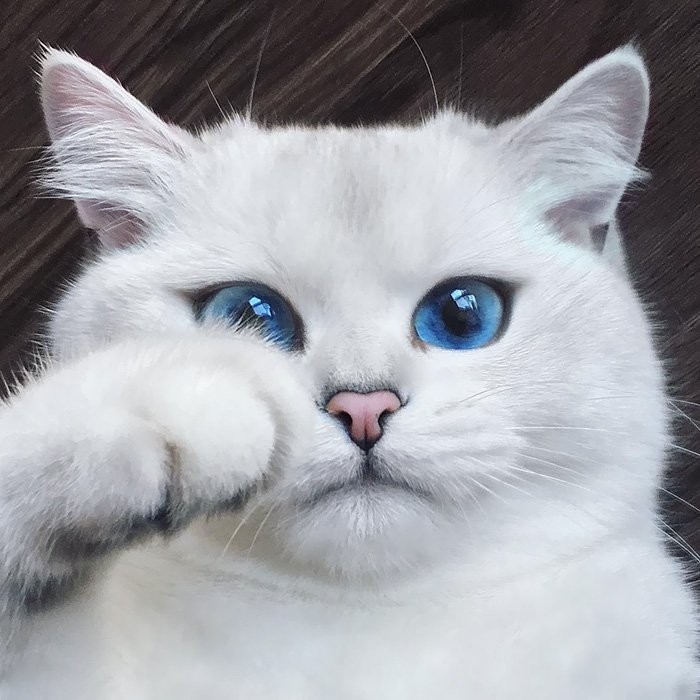 Самые красивые кошки/коты в мире | Пикабу