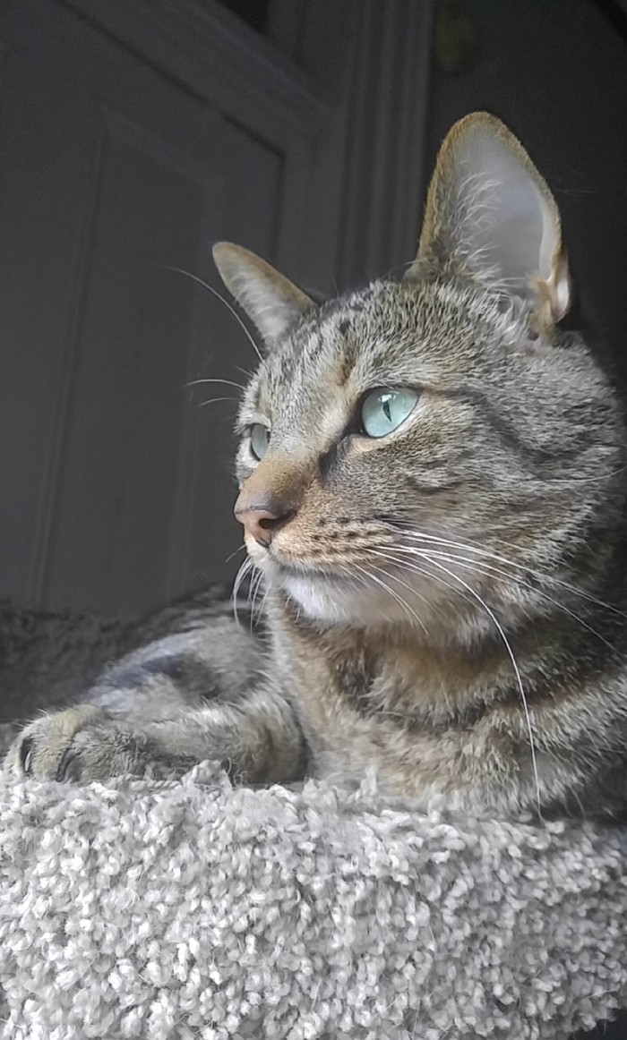 Одна из фотографий моего красавца