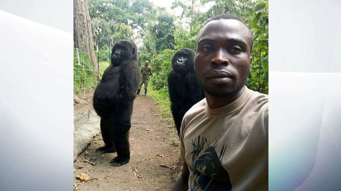 Very human-like - Monkey, Gorilla, Onytozheludi, Congo