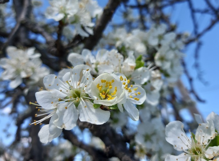 Blooming streets - The photo, Longpost, Bloom, Spring, My