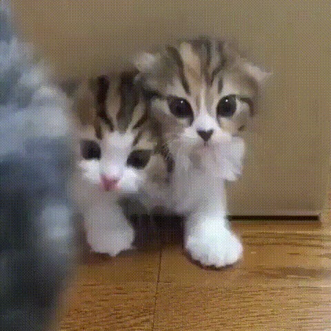 Вырубай свет! Они на свет лезут!