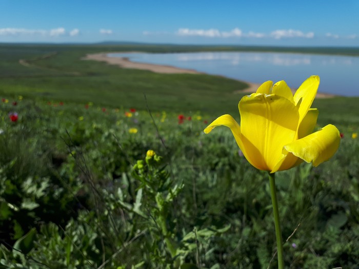 Vivid impressions. - Crimea, Tulips, Opuk, Spring, The nature of Russia, Longpost